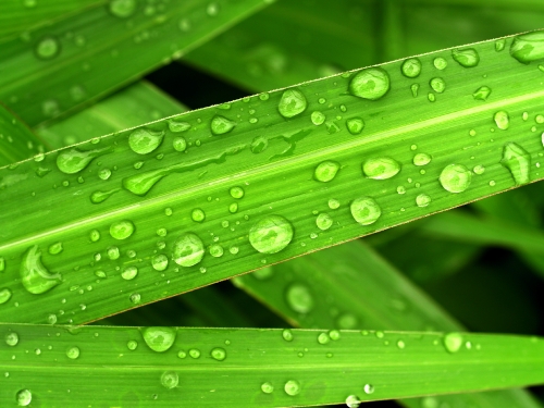 Water Drop On Leaf 