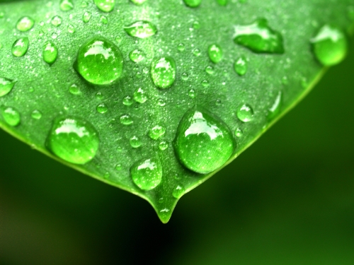 Water Drop On Leaf 