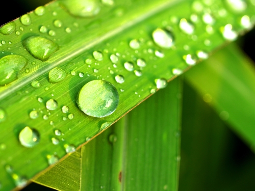 Water Drop On Leaf 