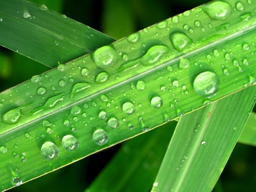 Water Drop On Leaf 