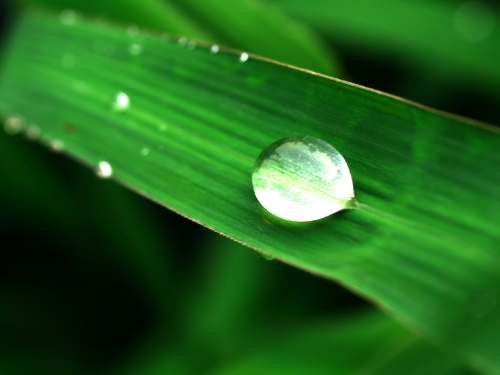 Water Drop On Leaf 