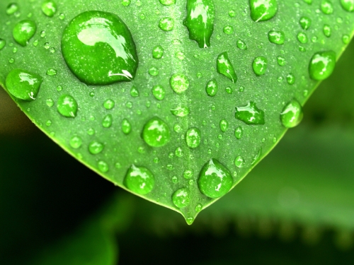 Water Drop On Leaf 