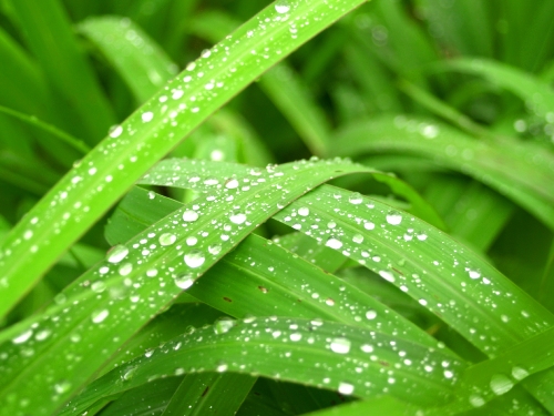 Water Drop On Leaf 