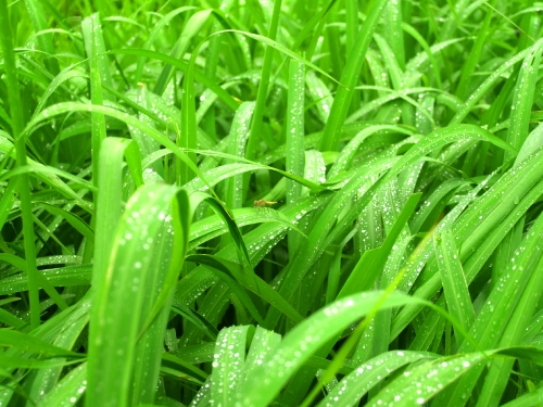 Water Drop On Leaf 