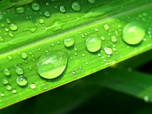 Water Drop On Leaf 