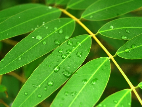 Water Drop On Leaf 