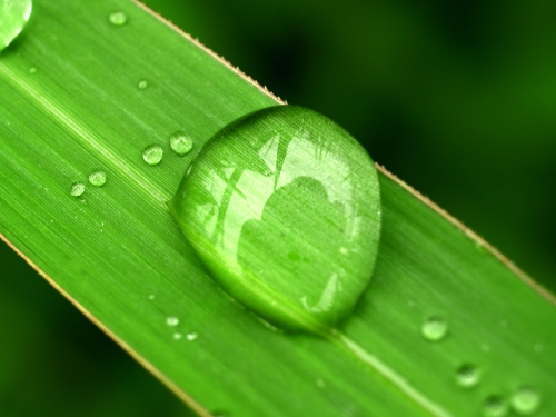 Water Drop On Leaf 