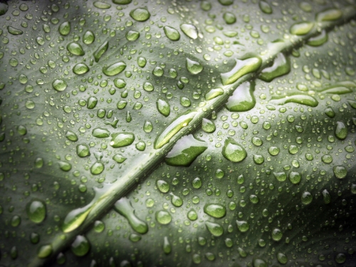 Water Drop On Leaf Stock Photos