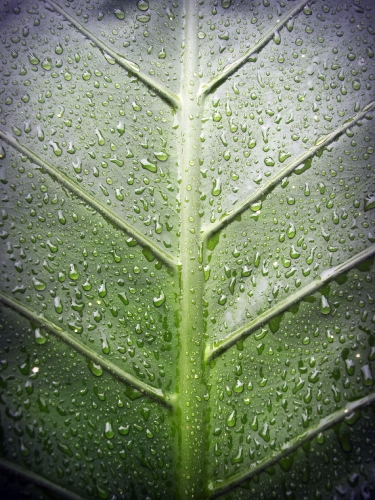 Water Drop On Leaf Stock Photos