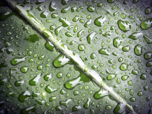 Water Drop On Leaf Stock Photos