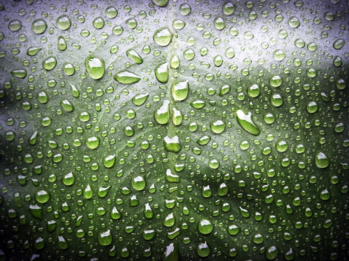 Water Drop On Leaf Stock Photos