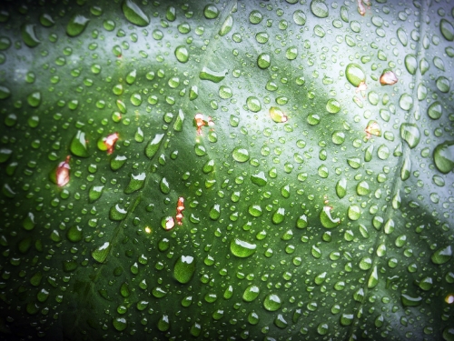 Water Drop On Leaf Stock Photos