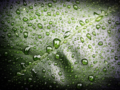 Water Drop On Leaf Stock Photos