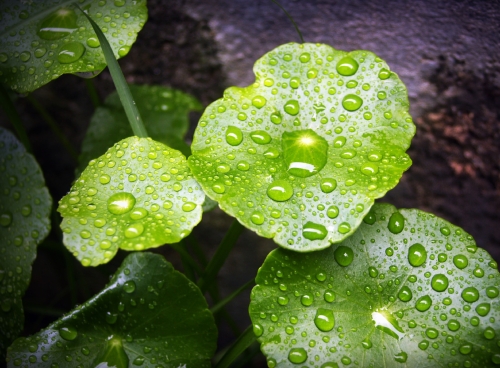 Water Drop On Leaf Stock Photos