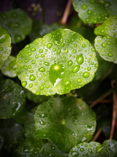 Water Drop On Leaf Stock Photos