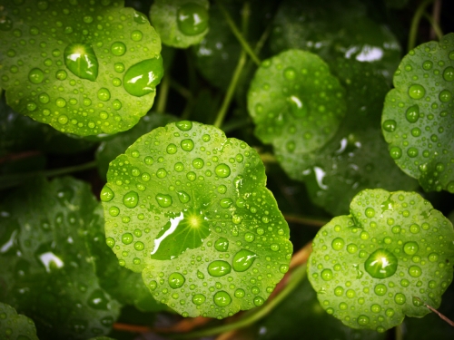 Water Drop On Leaf Stock Photos