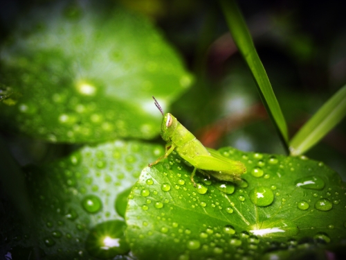 Water Drop On Leaf Stock Photos