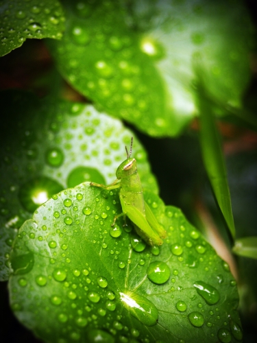 Water Drop On Leaf Stock Photos