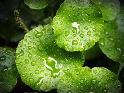 Water Drop On Leaf Stock Photos