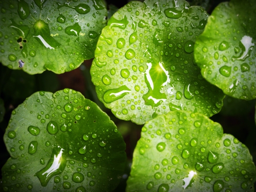 Water Drop On Leaf Stock Photos