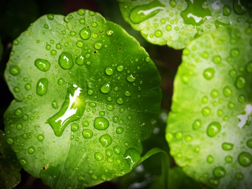 Water Drop On Leaf Stock Photos