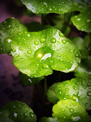 Water Drop On Leaf Stock Photos