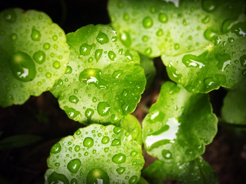 Water Drop On Leaf Stock Photos