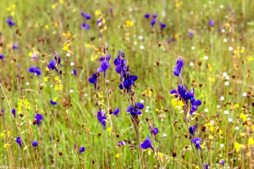 wild flowers , thailand