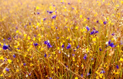 wild flowers , thailand