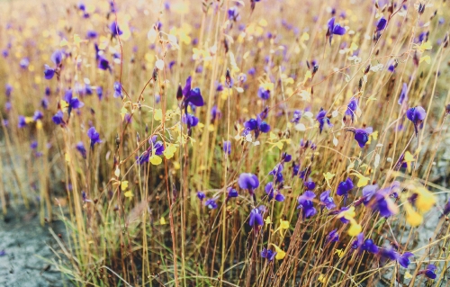 wild flowers , thailand