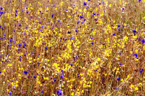 wild flowers , thailand