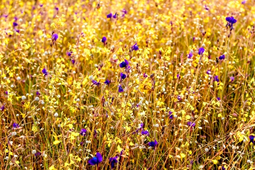 wild flowers , thailand