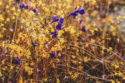 wild flowers , thailand