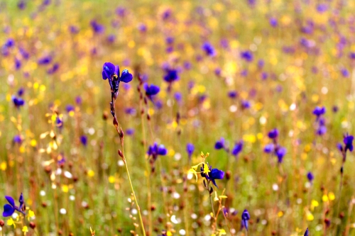 wild flowers , thailand