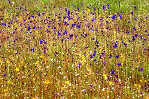 wild flowers , thailand