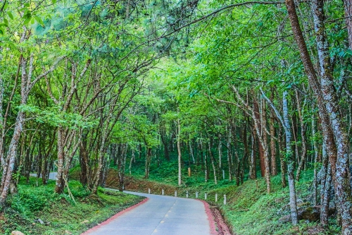 Wild Himalayan cherry , Chiang Rai , thailand